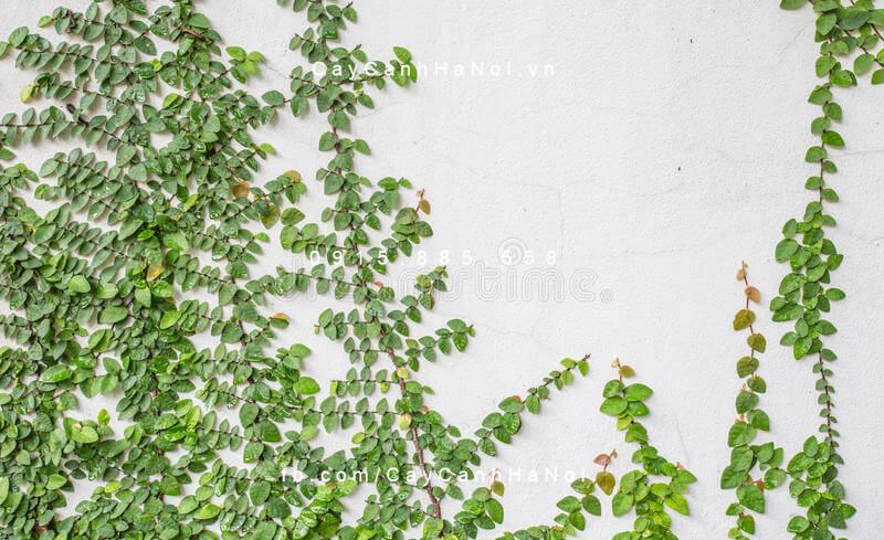 Cây trâu cổ có màu xanh đẹp mắt