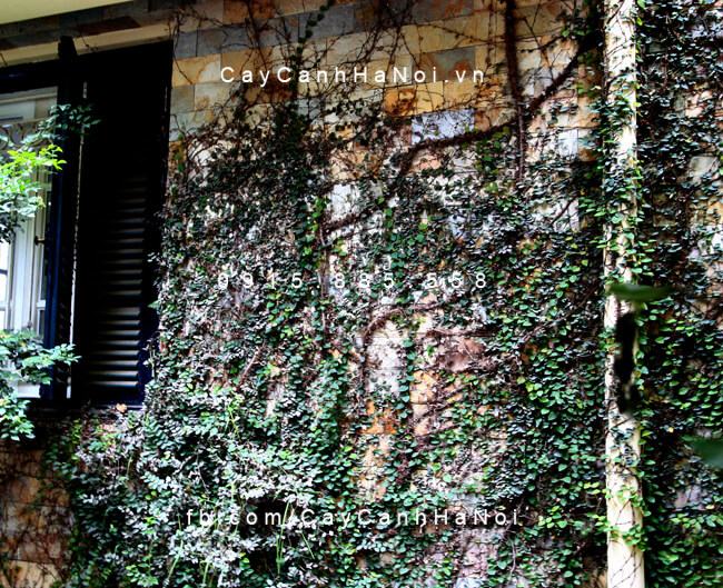 Tham khảo cách trồng cây trâu cổ, thằn lằn