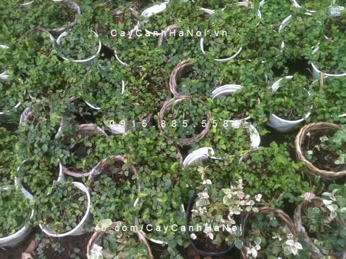 Cây trâu cổ, thằn lằn ngoài tác dụng làm cảnh còn dùng làm thuốc