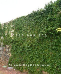 Cây vảy ốc (cây thằn lằn, trâu cổ) - Lưu ý khi chăm sóc