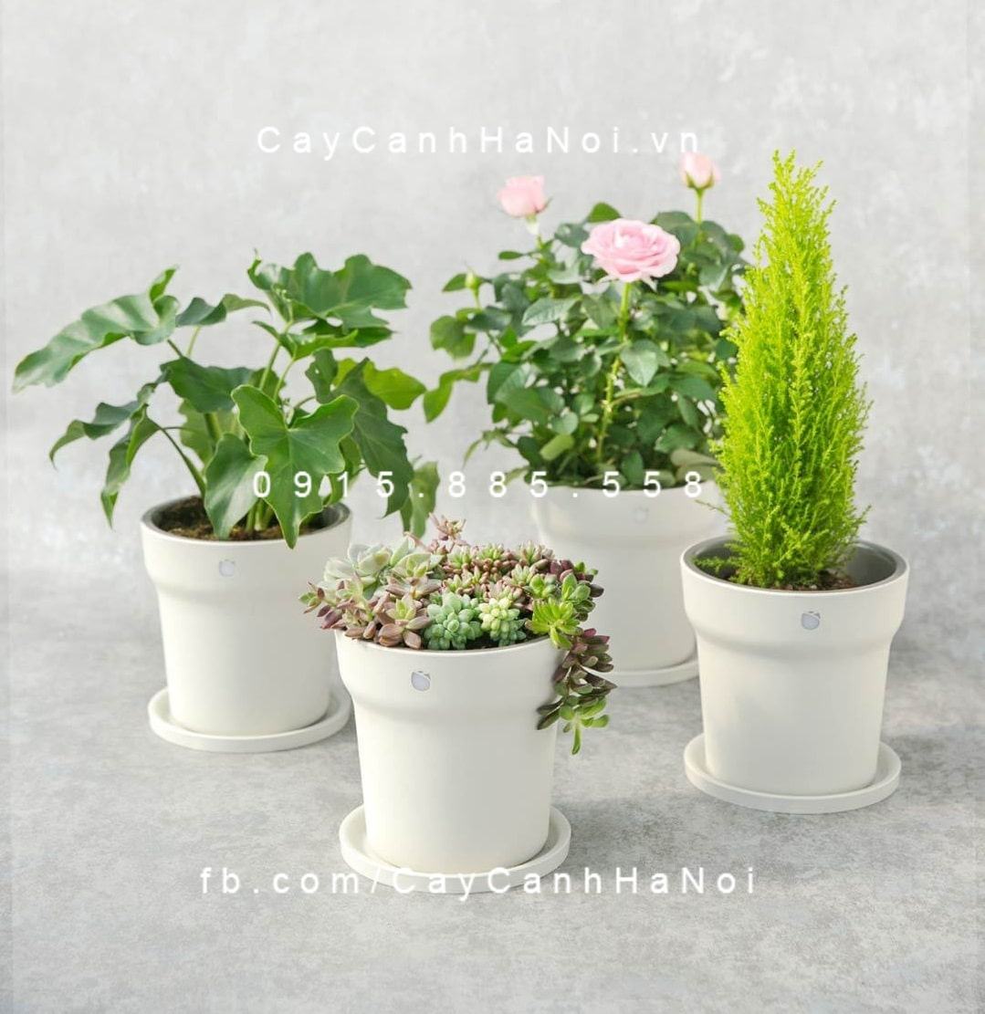 Chậu cây thông minh Xiaomi RoPot