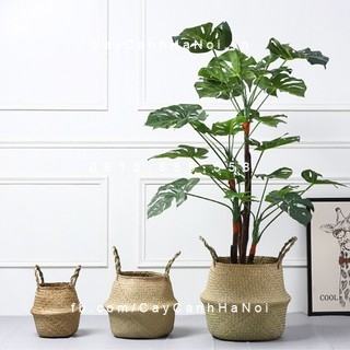 Chậu Cói Trồng Cây