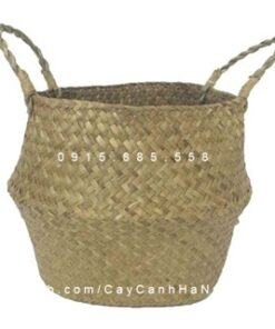 Chậu Cói Trồng Cây