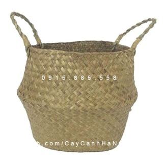 Chậu Cói Trồng Cây