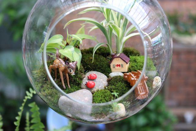 Chậu tiểu cảnh mini