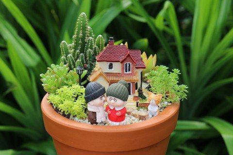 Chậu tiểu cảnh mini