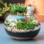 Chậu tiểu cảnh mini