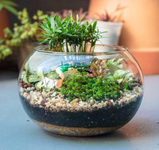 Chậu tiểu cảnh mini