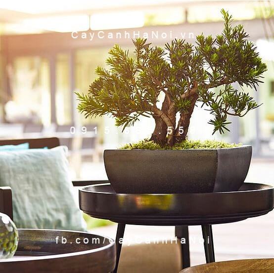 Chậu cây composite Esteras vân đá đen BRIELLE cao cấp