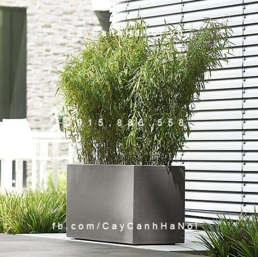 Chậu composite cây cảnh Esteras OSPEL chữ nhật dài