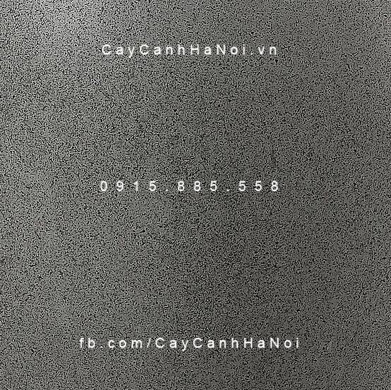 Chậu nhựa composite trồng cây Esteras BUREN