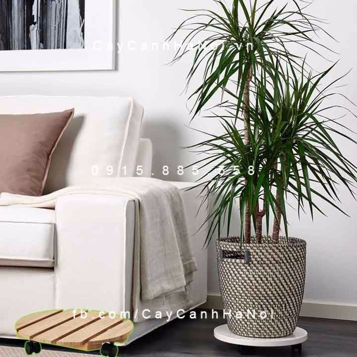 Đế chậu cây có bánh xe