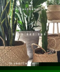 Giỏ Cói Trồng Cây
