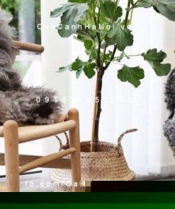 Giỏ Cói Trồng Cây