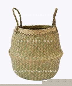 Giỏ Cói Trồng Cây