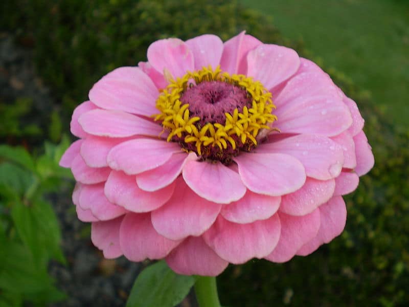 Hoa cúc Zinnia