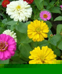 Hoa cúc Zinnia