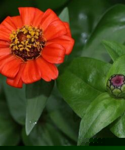 Hoa cúc Zinnia