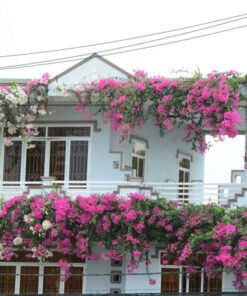 Hoa giấy Singapore