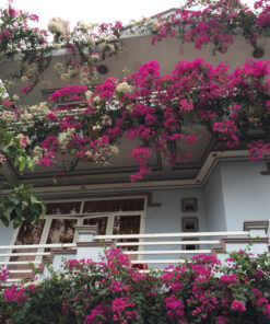 Hoa giấy Singapore