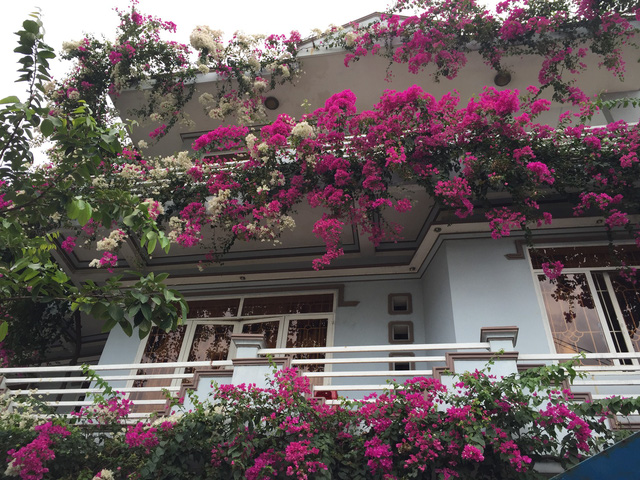 Hoa giấy Singapore