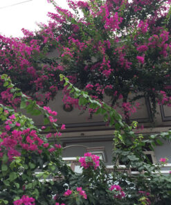 Hoa giấy Singapore