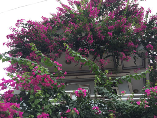 Hoa giấy Singapore