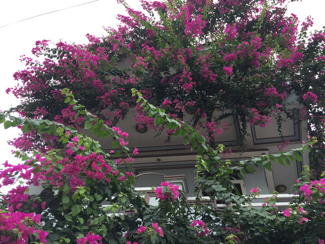 Hoa giấy Singapore