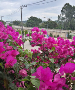 Hoa giấy Singapore