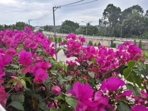 Hoa giấy Singapore