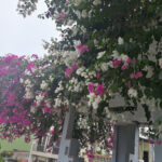 Hoa giấy Singapore