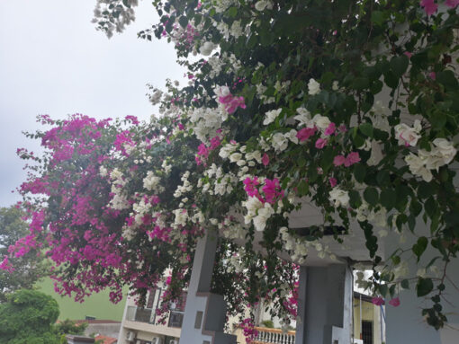 Hoa giấy Singapore