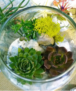 Tiểu cảnh chậu thủy tinh