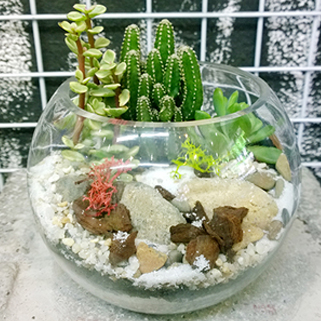 Tiểu cảnh mini chậu thủy tinh