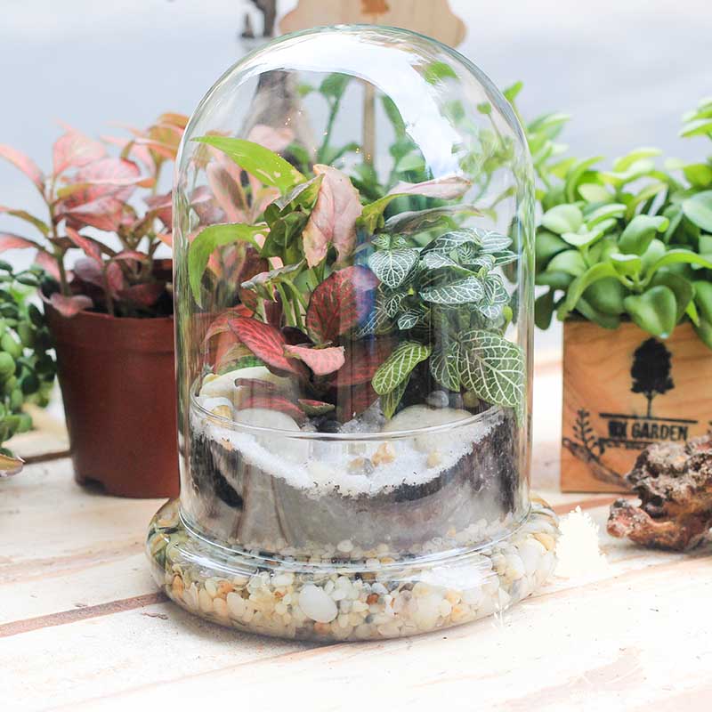 Chậu tiểu cảnh