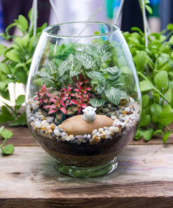 Tiểu cảnh mini cây cảnh