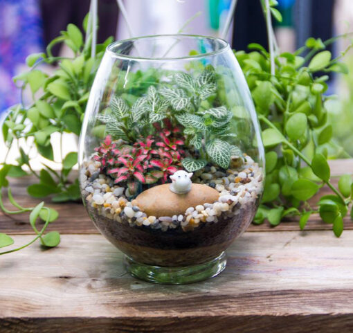Tiểu cảnh mini cây cảnh