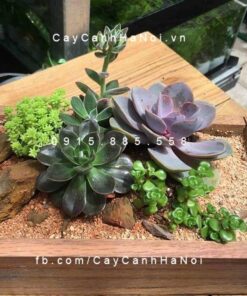 Tiểu cảnh mini chậu khung gỗ