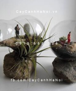 Tiểu cảnh mini để bàn chậu bóng điện thủy tinh