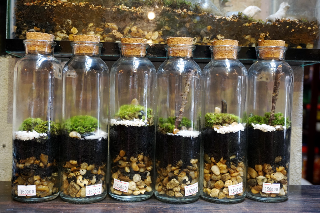 Tiểu cảnh mini trong lọ thủy tinh