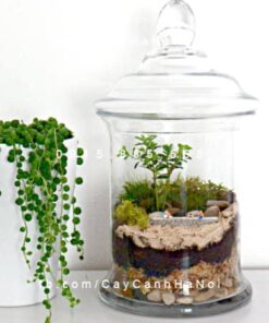 tiểu cảnh mini nuôi cá