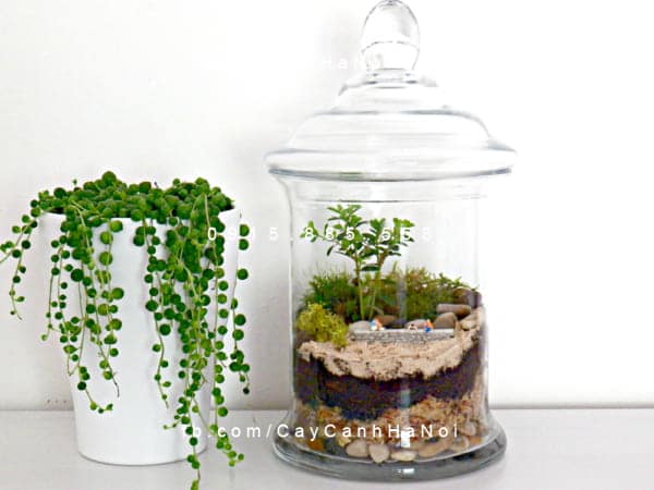 tiểu cảnh mini nuôi cá