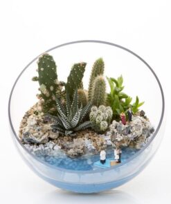 Tiểu cảnh mini terrarium để bàn