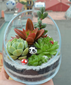 Tiểu cảnh sen đá