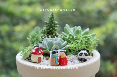 Tiểu cảnh sen đá rất dễ chăm sóc