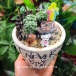 Tiểu cảnh sen đá chậu sành sứ