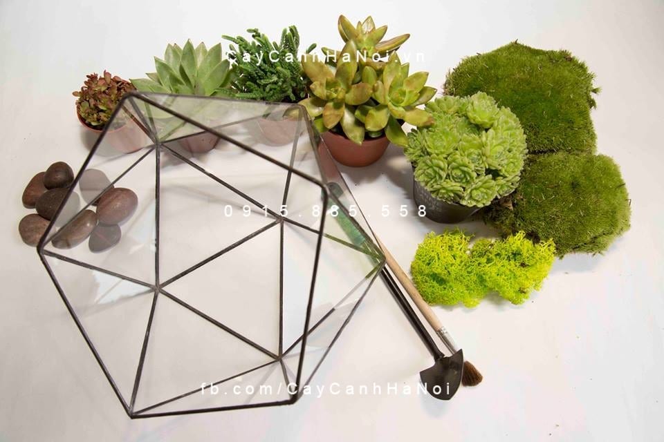 Chăm sóc tiểu cảnh sen đá khá dễ