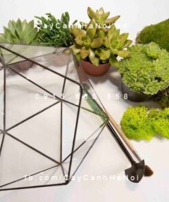 Tiểu cảnh sen đá trồng trong chậu thủy tinh đa giác