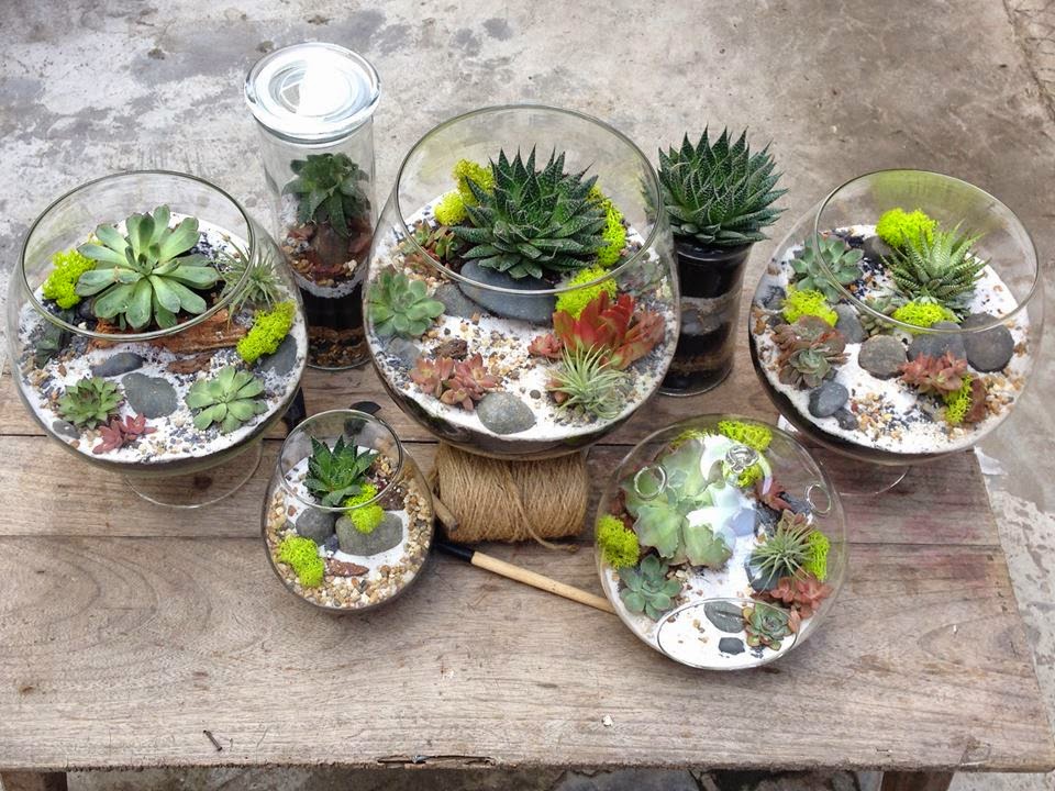 Tiểu cảnh terrarium để bàn