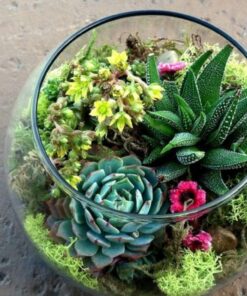 Tiểu cảnh sen đá terrarium